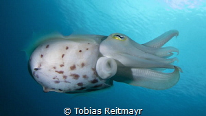 Cuttlefish on Gili Banta by Tobias Reitmayr 